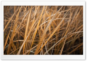 Dry Grass Ultra HD Wallpaper for 4K UHD Widescreen desktop, tablet & smartphone