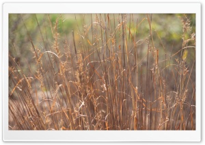 Dry Grass Ultra HD Wallpaper for 4K UHD Widescreen desktop, tablet & smartphone