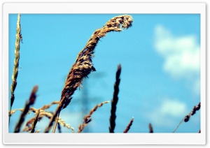 Dry Grass   Blue Sky 4K UHD Wallpaper for Widescreen and UltraWide Desktop, UltraHD TV, Smartphone, Tablet
