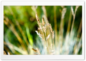 Dry Grass Macro Ultra HD Wallpaper for 4K UHD Widescreen desktop, tablet & smartphone