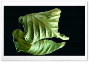 Dry Green Leaf Ultra HD Wallpaper for 4K UHD Widescreen desktop, tablet & smartphone