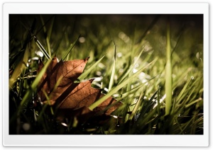 Dry Leaf Ultra HD Wallpaper for 4K UHD Widescreen desktop, tablet & smartphone