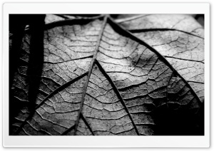 Dry Leaf, Black And White Ultra HD Wallpaper for 4K UHD Widescreen desktop, tablet & smartphone