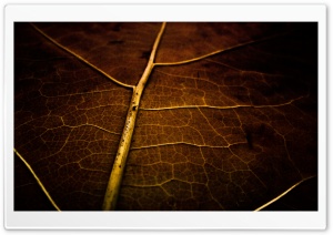 Dry Leaf Texture Ultra HD Wallpaper for 4K UHD Widescreen desktop, tablet & smartphone