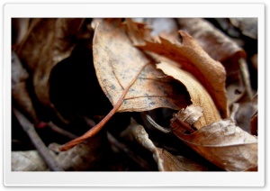 Dry Leaves 4K UHD Wallpaper for Widescreen and UltraWide Desktop, UltraHD TV, Smartphone, Tablet