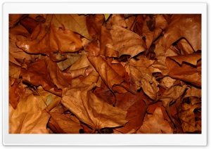 Dry Leaves Ultra HD Wallpaper for 4K UHD Widescreen desktop, tablet & smartphone