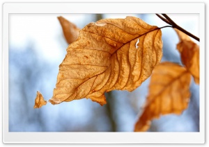 Dry Leaves, Autumn Ultra HD Wallpaper for 4K UHD Widescreen desktop, tablet & smartphone