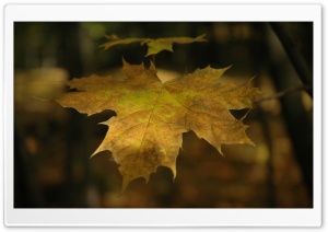Dry Maple Leaf Ultra HD Wallpaper for 4K UHD Widescreen desktop, tablet & smartphone