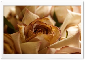 Dry Rose 4K UHD Wallpaper for Widescreen and UltraWide Desktop, UltraHD TV, Smartphone, Tablet