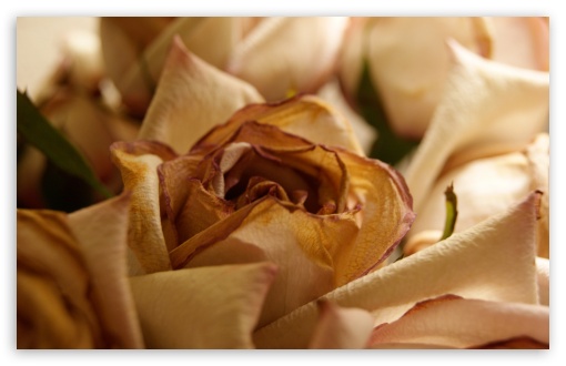 Dry Rose UltraHD Wallpaper for HD 16:9 ; Widescreen 16:10 5:3 ; Fullscreen 4:3 5:4 3:2 ; Tablet 1:1 ;