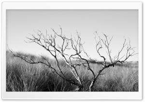 Dry Tree Black And White Ultra HD Wallpaper for 4K UHD Widescreen desktop, tablet & smartphone