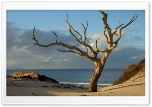 Dry Tree On The Beach Ultra HD Wallpaper for 4K UHD Widescreen desktop, tablet & smartphone