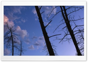 Dry Trees 4K UHD Wallpaper for Widescreen and UltraWide Desktop, UltraHD TV, Smartphone, Tablet