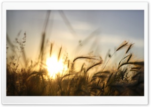 Dry Vegetation, Summer Ultra HD Wallpaper for 4K UHD Widescreen desktop, tablet & smartphone