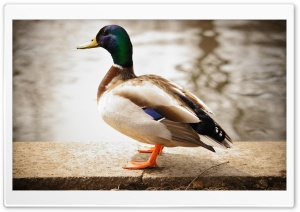 Duck Ultra HD Wallpaper for 4K UHD Widescreen desktop, tablet & smartphone