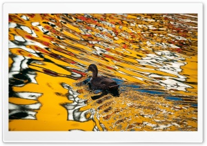 Duck Among the Ripples 4K UHD Wallpaper for Widescreen and UltraWide Desktop, UltraHD TV, Smartphone, Tablet