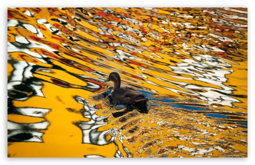 Duck Among the Ripples UltraHD Wallpaper for UHD 16:9 ; HD 16:9 ; UltraWide 21:9 24:10 32:9 32:10 ; Widescreen 16:10 5:3 ; Fullscreen 4:3 5:4 3:2 ; Tablet 1:1 ; Mobile 9:16 9:19.5 9:20 9:21 9:22 10:16 2:3 3:5 3:4 ; Dual 16:10 5:3 16:9 4:3 5:4 3:2 ;