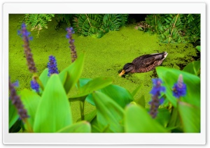Duck Eating Duckweed Ultra HD Wallpaper for 4K UHD Widescreen desktop, tablet & smartphone