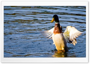Duck In Water Ultra HD Wallpaper for 4K UHD Widescreen desktop, tablet & smartphone