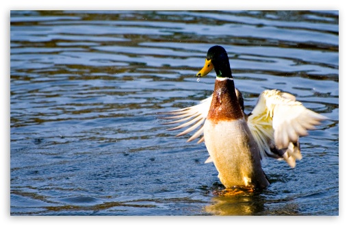 Duck In Water UltraHD Wallpaper for 8K UHD TV 16:9 Ultra High Definition 2160p 1440p 1080p 900p 720p ; Widescreen 16:10 5:3 WHXGA WQXGA WUXGA WXGA WGA ; Fullscreen 4:3 5:4 3:2 UXGA XGA SVGA QSXGA SXGA DVGA HVGA HQVGA ( Apple PowerBook G4 iPhone 4 3G 3GS iPod Touch ) ; Tablet 1:1 ;