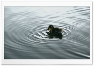 Duckling On Water Ultra HD Wallpaper for 4K UHD Widescreen desktop, tablet & smartphone