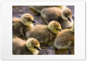 ducklings Ultra HD Wallpaper for 4K UHD Widescreen Desktop, Lockscreen, Screensaver, TV, Tablet, Smartphone