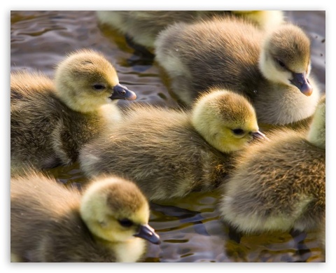 ducklings UltraHD Wallpaper for Fullscreen 5:4 ;