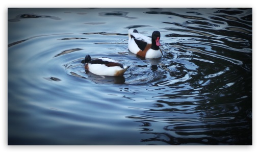 Ducks 2014 10 28 15.26.28 UltraHD Wallpaper for UHD 16:9 ; HD 16:9 ;