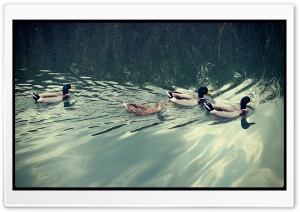 Ducks Ultra HD Wallpaper for 4K UHD Widescreen desktop, tablet & smartphone