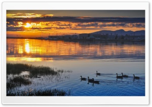 Ducks In Sunset Light Ultra HD Wallpaper for 4K UHD Widescreen desktop, tablet & smartphone