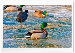 Ducks On Frozen Water Ultra HD Wallpaper for 4K UHD Widescreen desktop, tablet & smartphone