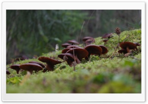 Dwarfs in the Forest Ultra HD Wallpaper for 4K UHD Widescreen desktop, tablet & smartphone