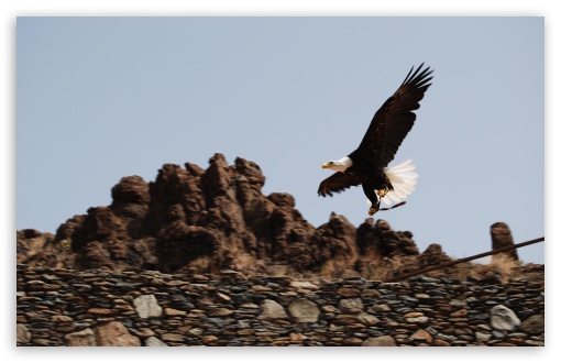 Eagle UltraHD Wallpaper for Wide 16:10 5:3 Widescreen WHXGA WQXGA WUXGA WXGA WGA ; 8K UHD TV 16:9 Ultra High Definition 2160p 1440p 1080p 900p 720p ; UHD 16:9 2160p 1440p 1080p 900p 720p ; Standard 4:3 5:4 3:2 Fullscreen UXGA XGA SVGA QSXGA SXGA DVGA HVGA HQVGA ( Apple PowerBook G4 iPhone 4 3G 3GS iPod Touch ) ; Tablet 1:1 ; iPad 1/2/Mini ; Mobile 4:3 5:3 3:2 16:9 5:4 - UXGA XGA SVGA WGA DVGA HVGA HQVGA ( Apple PowerBook G4 iPhone 4 3G 3GS iPod Touch ) 2160p 1440p 1080p 900p 720p QSXGA SXGA ; Dual 5:4 QSXGA SXGA ;