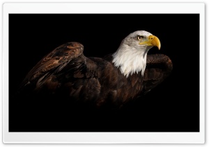 Eagle 2 Ultra HD Wallpaper for 4K UHD Widescreen desktop, tablet & smartphone