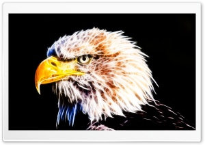 Eagle Ultra HD Wallpaper for 4K UHD Widescreen desktop, tablet & smartphone