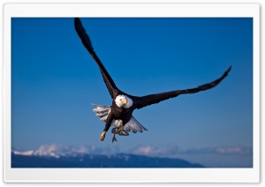 Eagle Bird Ultra HD Wallpaper for 4K UHD Widescreen desktop, tablet & smartphone