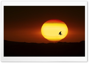 Eagle Carrying A Fish In Flight Ultra HD Wallpaper for 4K UHD Widescreen desktop, tablet & smartphone