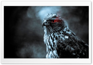 Eagle Eye Ultra HD Wallpaper for 4K UHD Widescreen desktop, tablet & smartphone