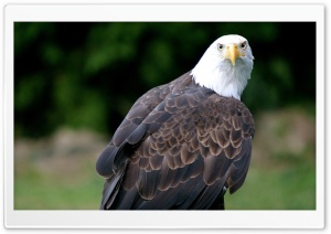 Eagle Looking Ultra HD Wallpaper for 4K UHD Widescreen desktop, tablet & smartphone