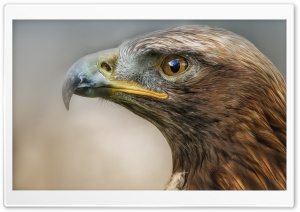 Eagle Macro Predator Bird Ultra HD Wallpaper for 4K UHD Widescreen desktop, tablet & smartphone