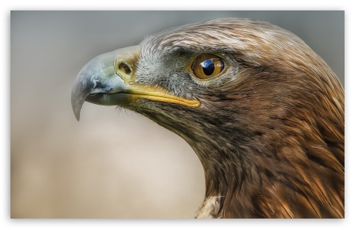 Eagle Macro Predator Bird UltraHD Wallpaper for 8K UHD TV 16:9 Ultra High Definition 2160p 1440p 1080p 900p 720p ; Widescreen 16:10 5:3 WHXGA WQXGA WUXGA WXGA WGA ; Fullscreen 4:3 5:4 3:2 UXGA XGA SVGA QSXGA SXGA DVGA HVGA HQVGA ( Apple PowerBook G4 iPhone 4 3G 3GS iPod Touch ) ;