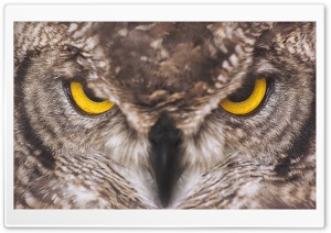 Eagle Owl Ultra HD Wallpaper for 4K UHD Widescreen desktop, tablet & smartphone