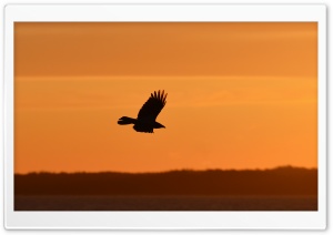 Eagle Silhouette Ultra HD Wallpaper for 4K UHD Widescreen desktop, tablet & smartphone