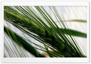 Ear Of Wheat Fresh Ultra HD Wallpaper for 4K UHD Widescreen Desktop, Lockscreen, Screensaver, TV, Tablet, Smartphone