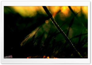 Early Morning Dew Ultra HD Wallpaper for 4K UHD Widescreen desktop, tablet & smartphone