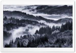 Early Morning Mist, Forest Ultra HD Wallpaper for 4K UHD Widescreen desktop, tablet & smartphone