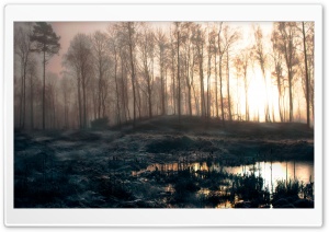 Early Morning Swamp Ultra HD Wallpaper for 4K UHD Widescreen desktop, tablet & smartphone