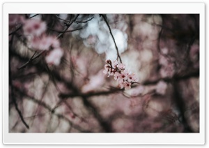 Early Spring Blossoms 4K UHD Wallpaper for Widescreen and UltraWide Desktop, UltraHD TV, Smartphone, Tablet