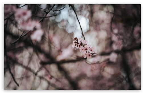 Early Spring Blossoms UltraHD Wallpaper for UHD 16:9 ; HD 16:9 ; UltraWide 21:9 24:10 32:9 32:10 ; Widescreen 16:10 ; Tablet 1:1 ; Mobile 9:16 9:19.5 9:20 9:21 9:22 ; Dual 16:10 16:9 ; Triple 16:10 16:9 ;