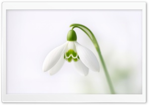 Early Spring Snowdrop Bloom Macro 4K UHD Wallpaper for Widescreen and UltraWide Desktop, UltraHD TV, Smartphone, Tablet
